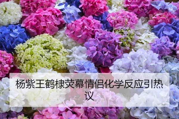 杨紫王鹤棣荧幕情侣化学反应引热议